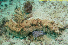 sea cucumber